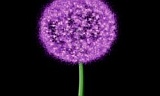 Thumbnail for: Trapcode Particular Flower