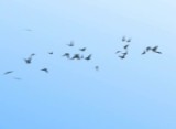 Thumbnail for: Birds, Bats and Butterflies